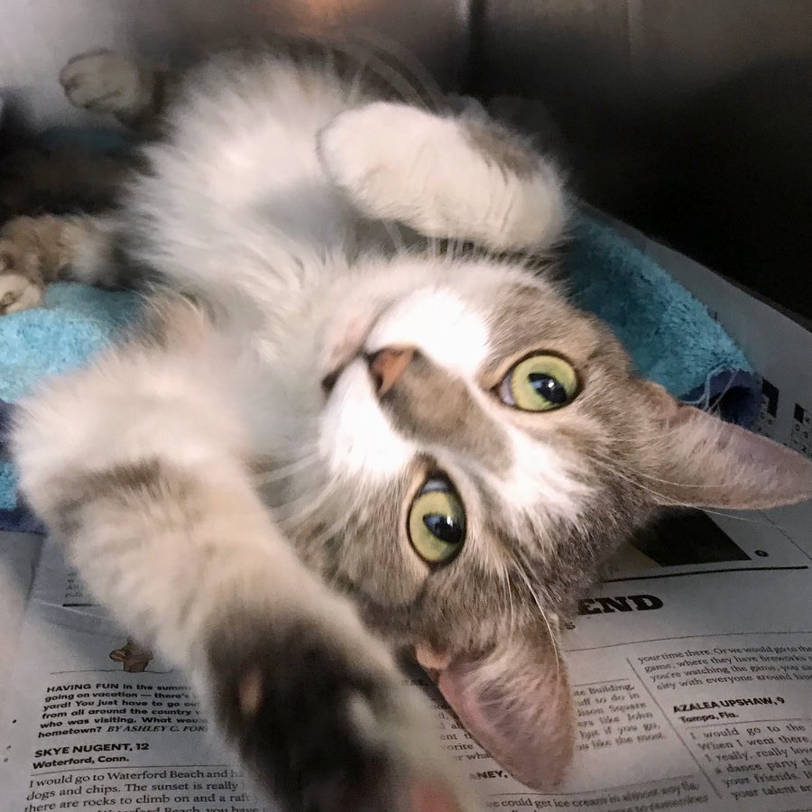 MorrisAnimal's tweet image. Hoping for some more #WeekendMiracles? Stop by the Refuge and be the miracle for a sweet homeless pet - give them@a happy home and a lifetime of love. Adopt! morrisanimalrefuge.org/animal-adoptio… 🐶😺