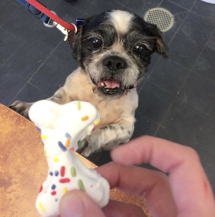 MorrisAnimal's tweet image. Hoping for some more #WeekendMiracles? Stop by the Refuge and be the miracle for a sweet homeless pet - give them@a happy home and a lifetime of love. Adopt! morrisanimalrefuge.org/animal-adoptio… 🐶😺