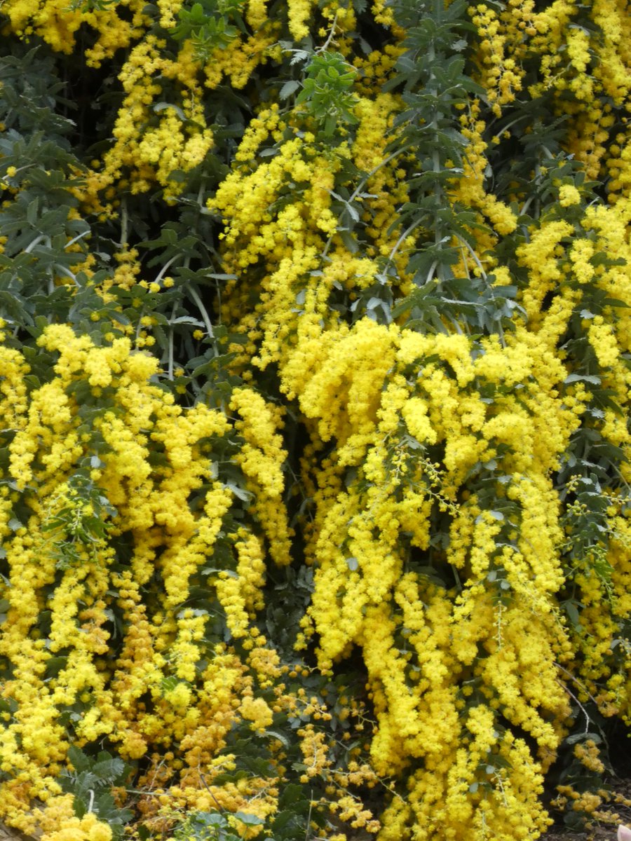 peter_e_symes's tweet photo. Great floral effects! - #Acacia baileyana 'Prostrata' #Fabaceae -growing on escarpment of Grey Garden below Temple of Winds @RBG_Victoria  This position shows it off to full advantage for the passing runners and walkers on the #Tantrack ! https://t.co/ewCAWCVhOq