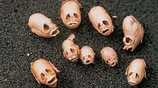 キンギョソウの花が枯れた姿は何に似ている お天気検定 令和の知恵袋