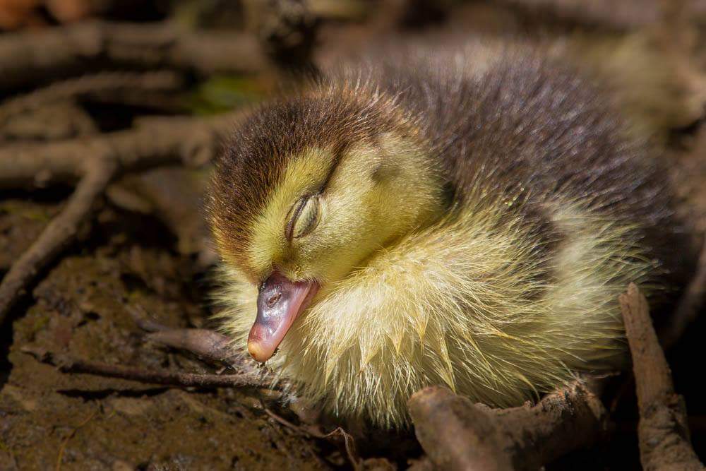 Sleepy duckling @TheElanValley #ElanValley #wales ❤️ #hillfarmstead #midwales #uplands #cambrianmountains waiting for his pond to fill x