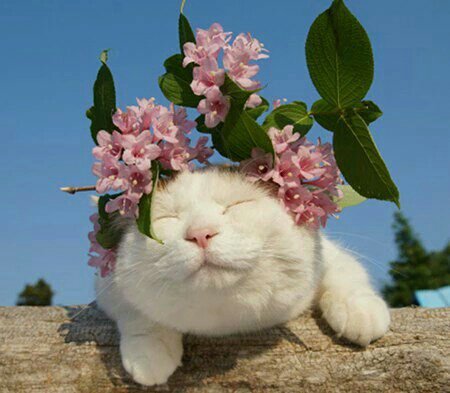 izzhyeri's tweet photo. LOUIS EN REALIDAD ES UN GATITO CONFIRMADO POR MI

#LATAMIsReadyForLT1 https://t.co/6R7j7slyyJ