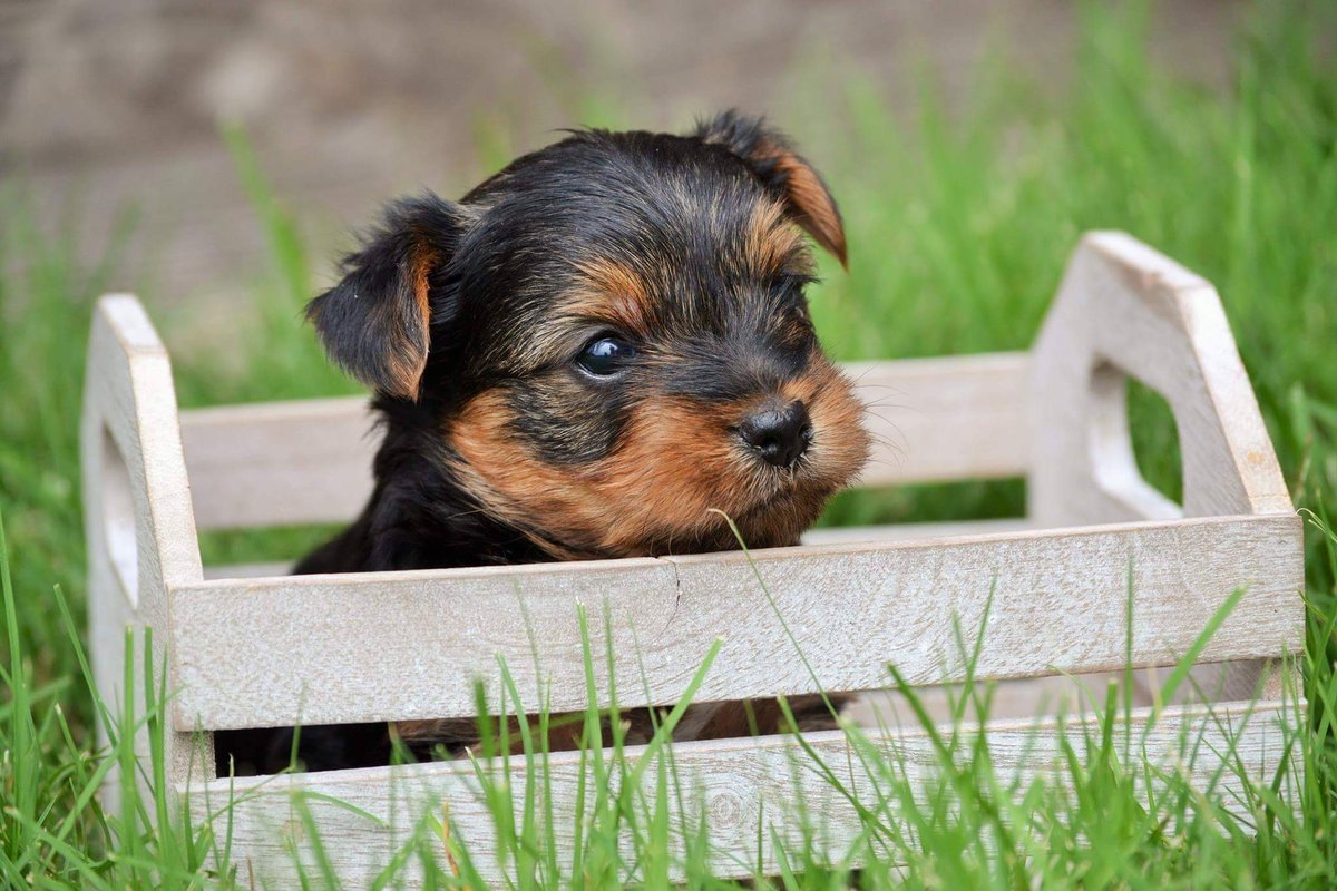 Luxury Yorkies (LuxuryYorkies) Twitter