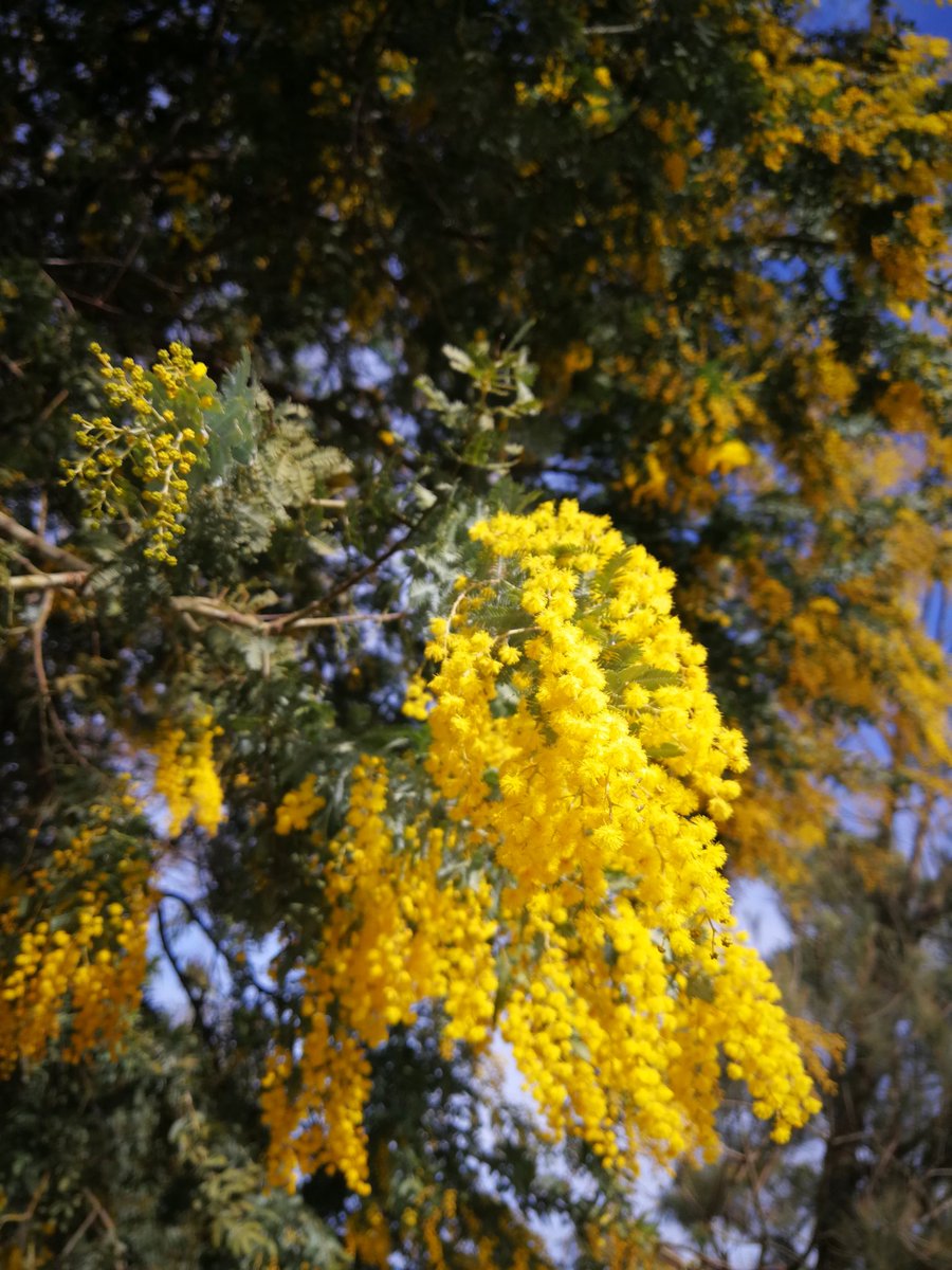Simon Golden Wattle Australia S National Flower 澳大利亚金合欢树 国花 冬天开 Australia Wattle 澳大利亚 Simon Golden Wattle Australia S National Flower 澳大利亚金合欢树 国花 冬天开 Australia Wattle 澳大利亚