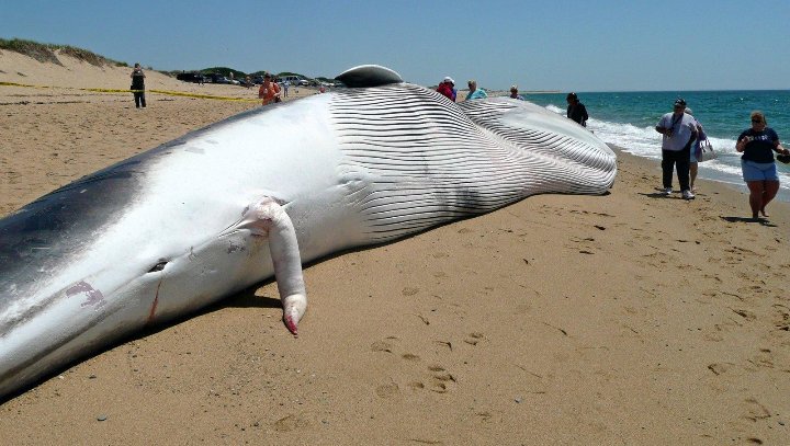 Ramaax2's tweet photo. #PedritoMEMORDO
El pene de esa ballena es igual a la nariz de @Pedrito_Vm jjajajajaja https://t.co/PQNkeJwiYI
