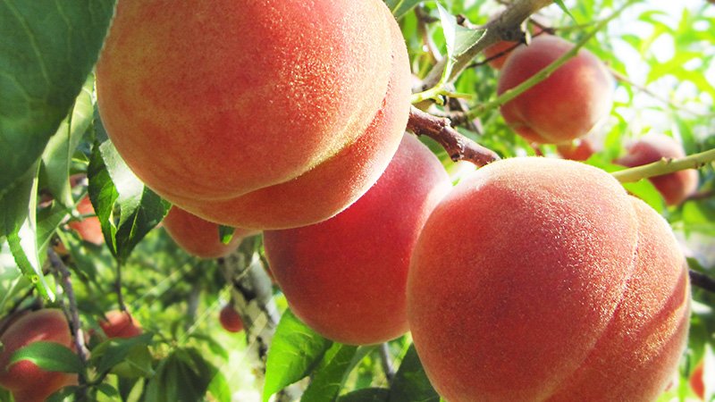 りんごくん (@tsukanohatake) / Posts / X