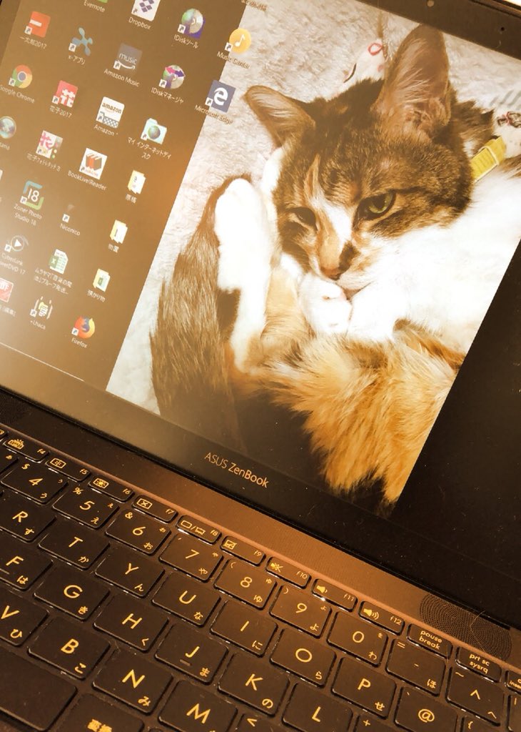 猫と金魚と水槽と Twitter