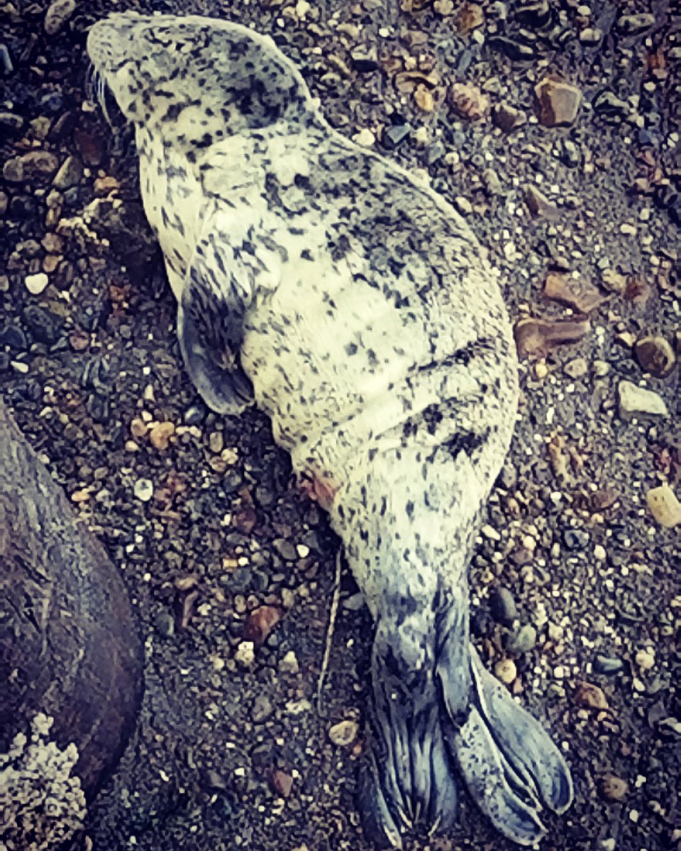 RainmakerInnova's tweet image. Newborn baby seal taking a nap on the beach.