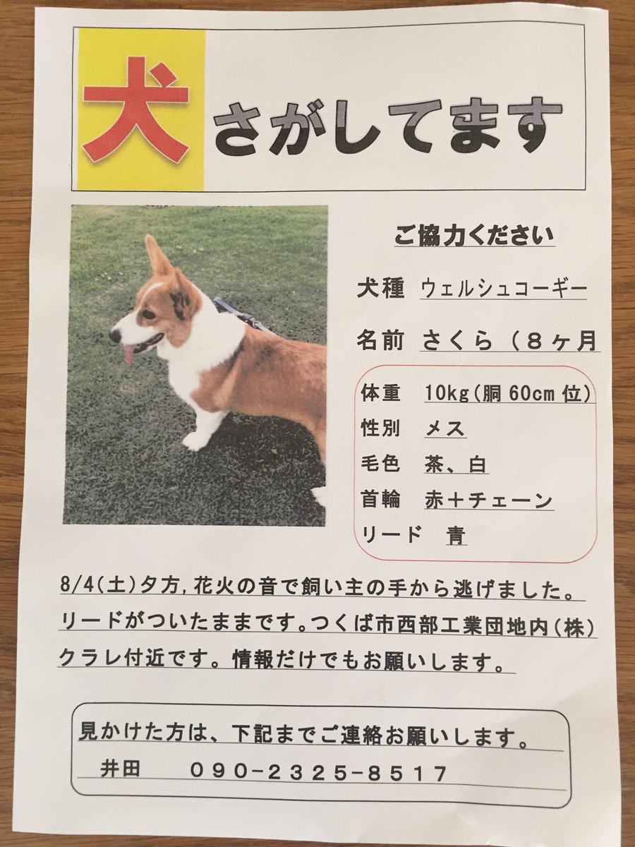 Alfresco على تويتر つくば 迷子犬 コーギー つくばで迷子のコーギーちゃんの情報を探しています 昨夜の花火の音に驚いて つくば市西部工業団地内のクラレ付近で飼い主さんの手から逃げてしまいました リードがついたままです 情報をお持ちの方はご連絡お願いし