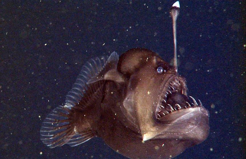 Deep Sea on Twitter: &quot;The sea devils! The females are large and when the  males attach, they start merging and most of male&#39;s body atrophies. They  are the only known species to