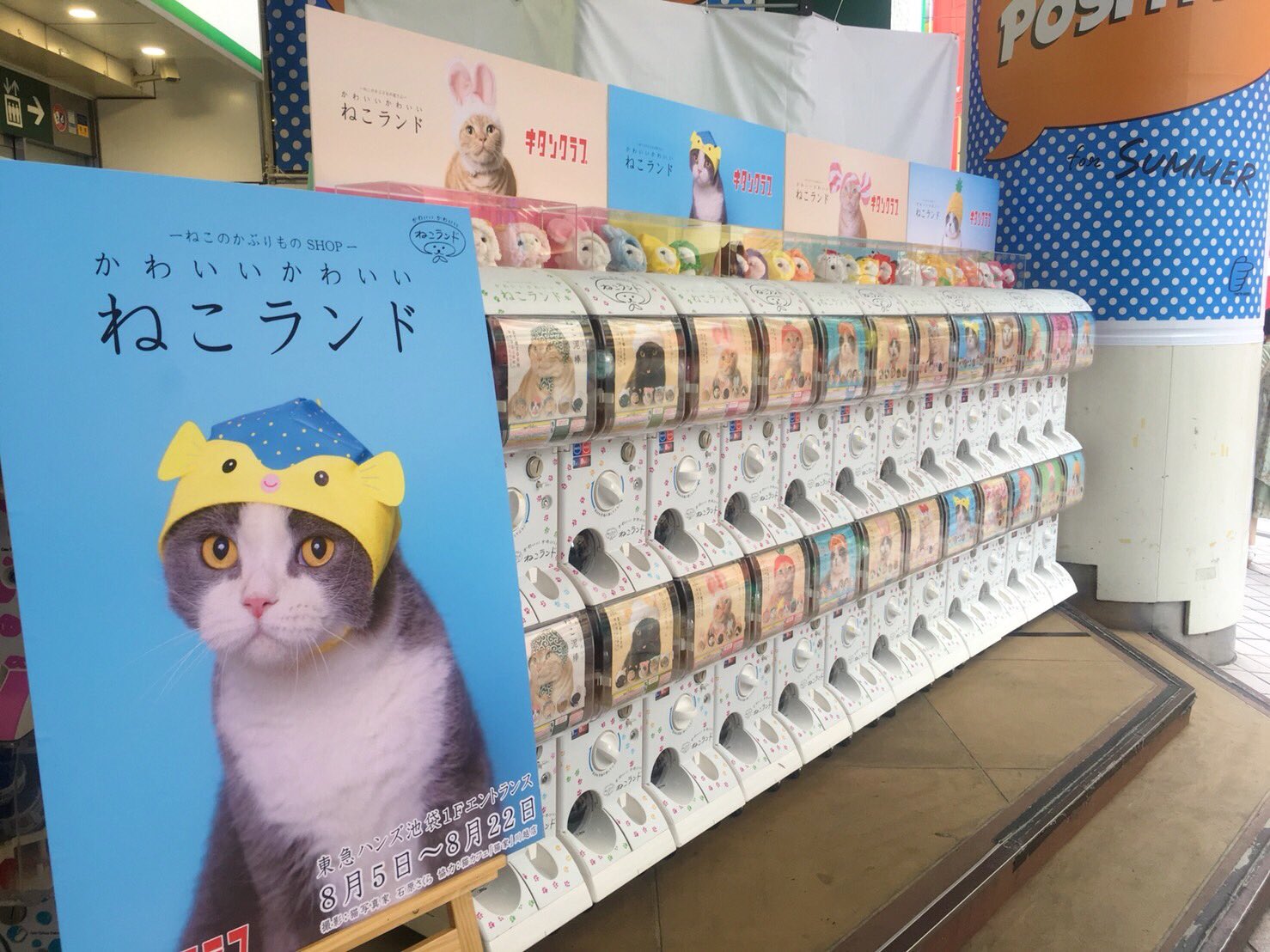 キタンクラブ公式 東急ハンズ池袋店1fにて どどーーーんと かわいい かわいい ねこランドを 開催してマーーース ご来場お待ちしてまーす T Co Rwav8gyupa Twitter キタンクラブ公式 東急ハンズ池袋店1fにて どどーーーんと かわいい かわいい ねこランドを 開催してマーーース ご来場お待ちしてまーす T Co Rwav8gyupa Twitter
