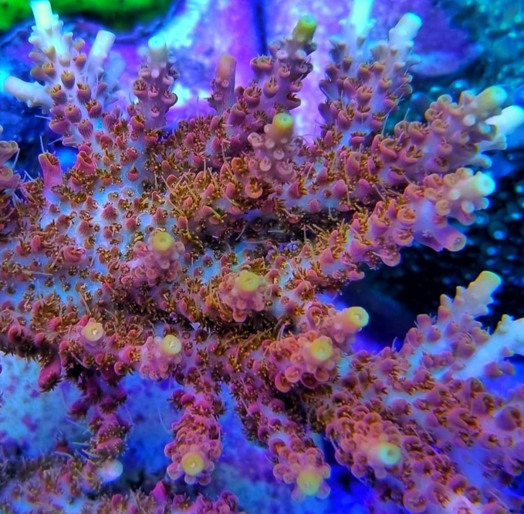 BudmansCorals's tweet image. Cherry Corals Voodoo Majik💥🎩  mystifying us with how fast he is growing. 🤔