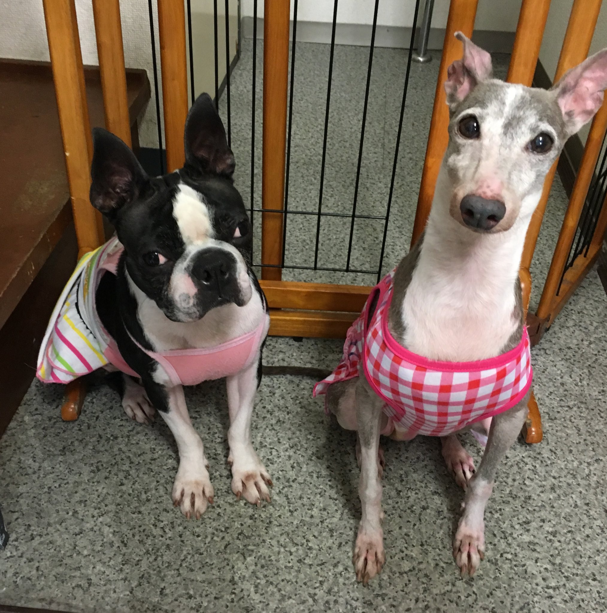 保護犬カフェ 西八王子店 على تويتر 本日も11時より営業しております 現在お席に余裕がございます ほしちゃんとわかめちゃん 仲良く並んで皆様のご来店を お待ちしております いらっしゃいませ ボストンテリア イタリアングレーハウンド 保護犬カフェ
