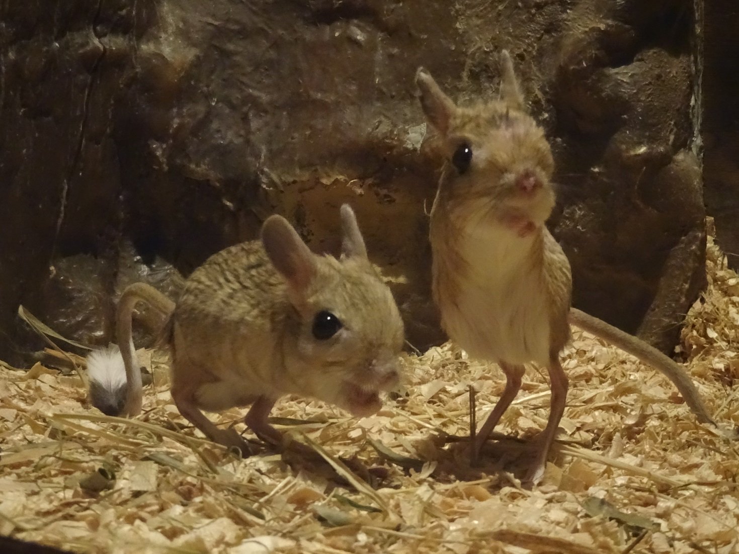 上野動物園 公式 Auf Twitter 私たちは オオミユビトビネズミ 小獣館の地下に住んでおります 砂漠にとけこむ 被毛の色 夜行性に適した 大きな目 長い後ろ足と尾で体を支えて立ち ジャンプして移動します 小さな前足は よーく見ないと見つかりませんよ 上野動物園 公式 Auf Twitter 私たちは オオミユビトビネズミ 小獣館の地下に住んでおります 砂漠にとけこむ 被毛の色 夜行性に適した 大きな目 長い後ろ足と尾で体を支えて立ち ジャンプして移動します 小さな前足は よーく見ないと見つかりませんよ