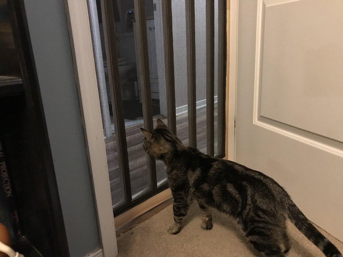 indoor screen door for cats