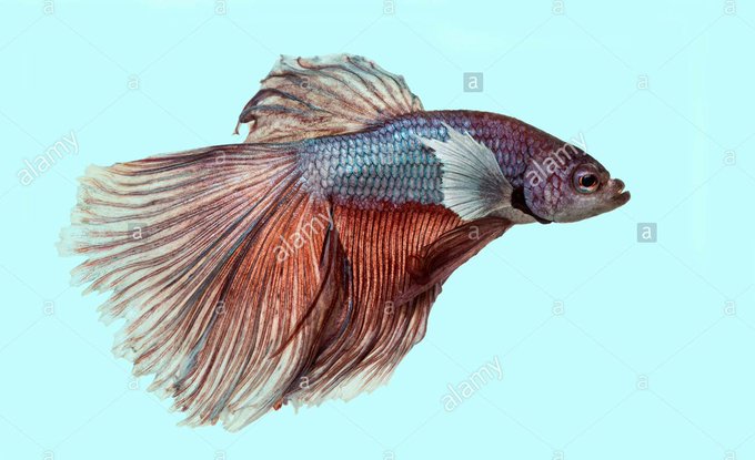 I like my men how I like my fish https://t.co/5XyWD1bcXP