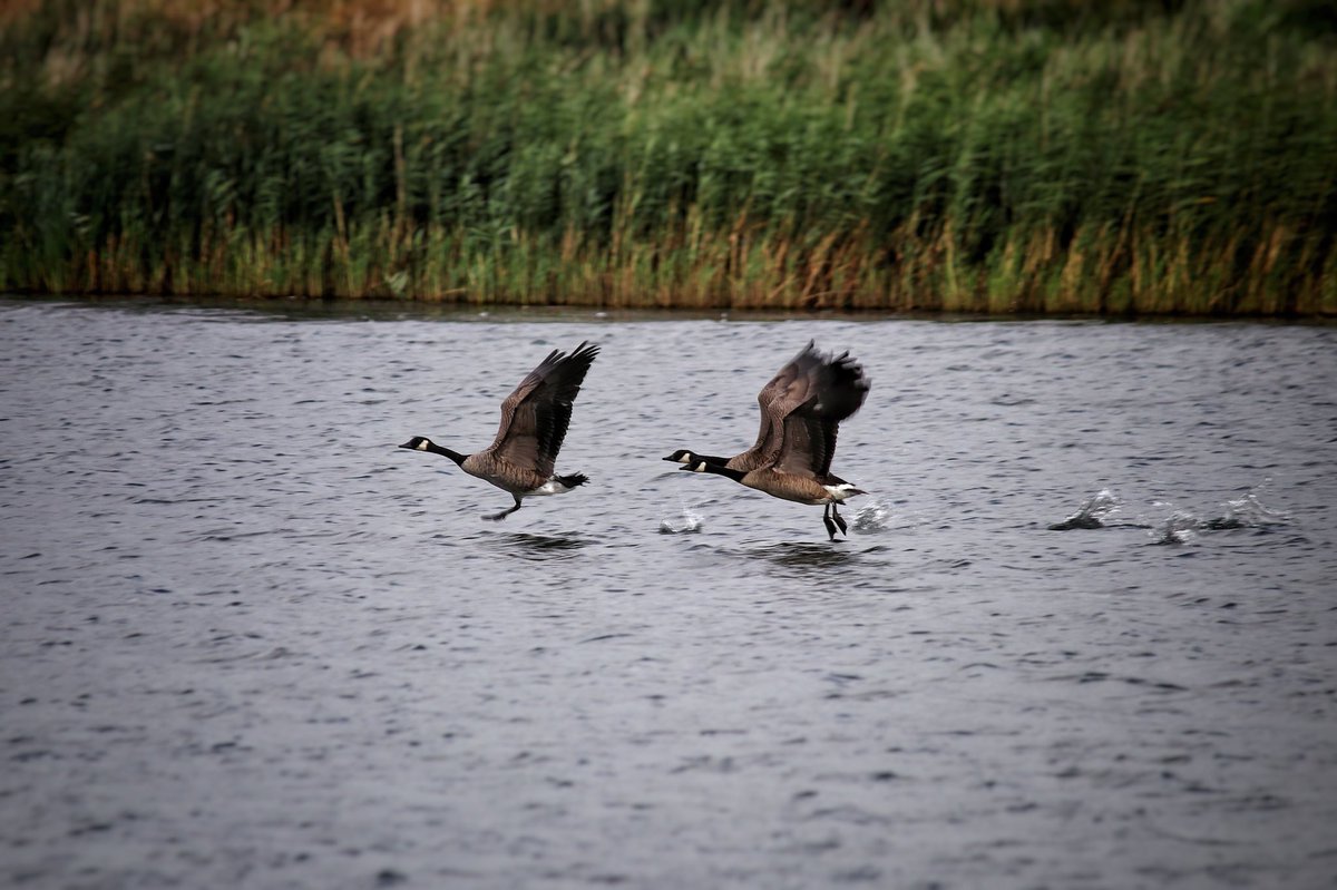 CarpStudy's tweet image. Yeah, and don’t come back noisy...