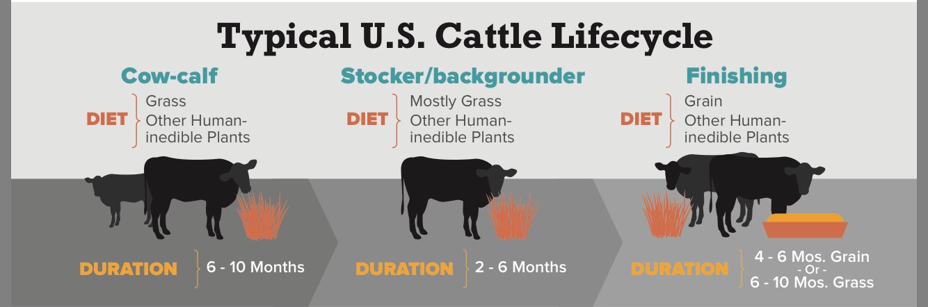 Sara Place on Twitter "While most beef cattle in the US