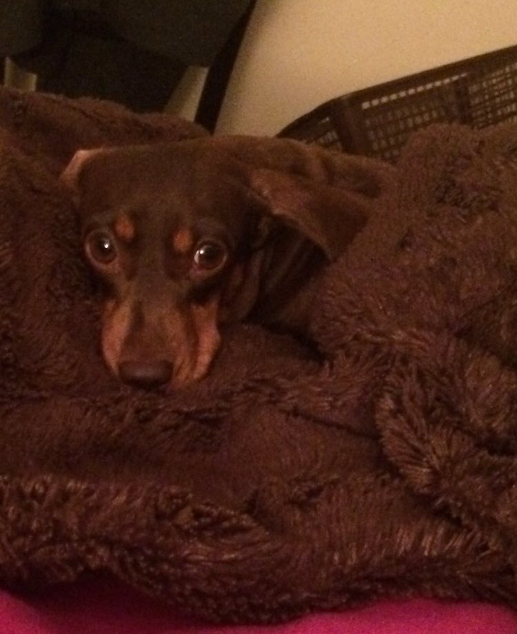 Janey Godley on Twitter "My husband didn’t want a dog My husband