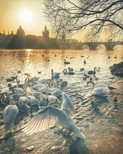 🇮🇶QAIS ALIRAQI🇮🇶 (@kuce_iq) on Twitter photo 