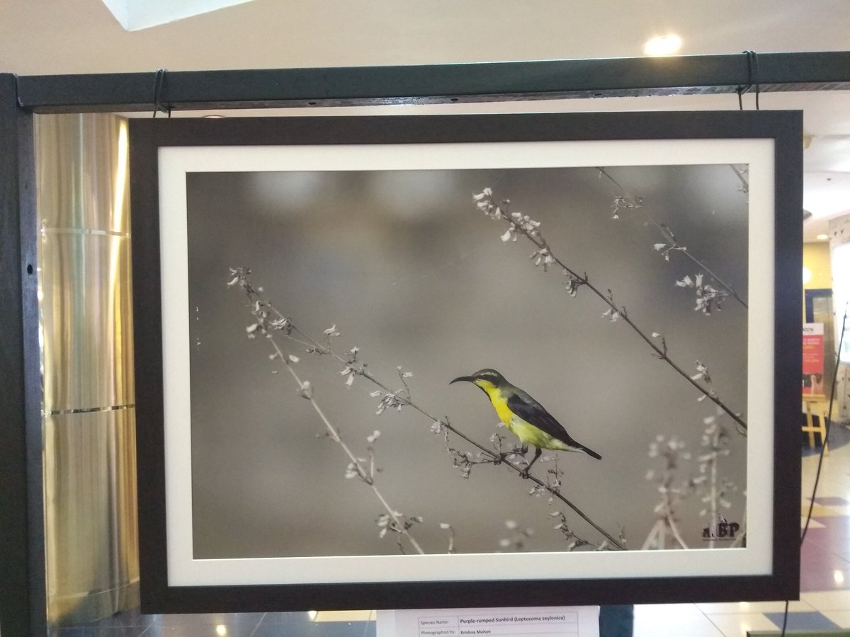 My #photo at #Indian bird photo exhibition. #Hyderabadbirdingpals. #Great #event. #good #response. #first ever exhibition