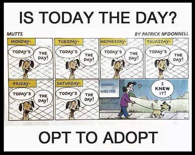 Buddy Jerge (@dogsrulenc) on Twitter photo 