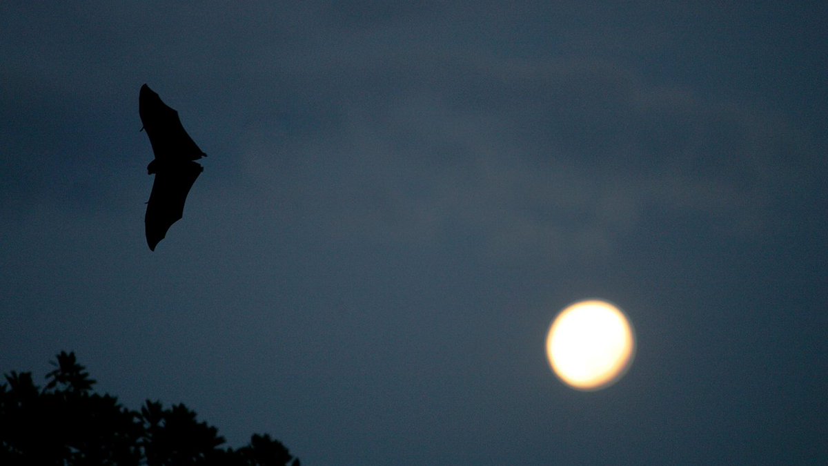 Boca Raton issues rabies alert after infected bat found bit.ly/2MHWBXf https://t.co/xTm50AIdHO