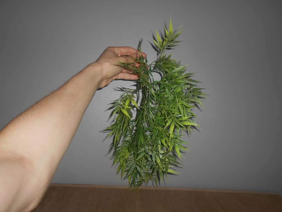 BrandonSerlez2's tweet photo. Bonjour a tous mon amis  vend des chose pour pogona il vend un amake une cachette qui fait pond et 2 fausse plante le tout pour 40 euros je suis de Belgique il ne fait pas d envoyé https://t.co/ldwpPkI3ub