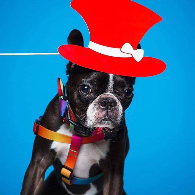 pethuddle's tweet photo. Today is #worldphotographyday shout out to Tom Harper Photography for taking this epic photo of Bindi during a Dog Furiendly pupcrawl!
Click them out!
#pethuddle #dogfuriendly #letsgowalkies https://t.co/4S9P8WEhqZ https://t.co/lc3QwIBwLV