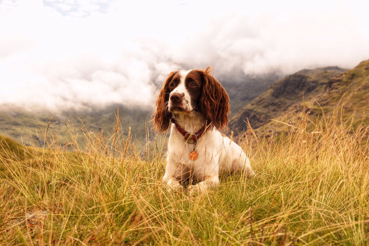 The poser. #WorldPhotographyDay #thelakedistrict #NotJustLakes #greatlangdale #thePhotoHour #Dog #StormHour