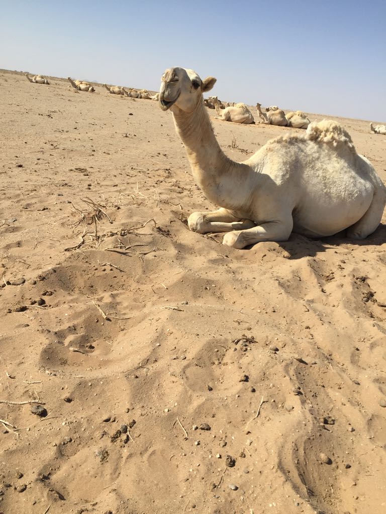 vib_507_'s tweet image. لقحة بنت الشامخ بعير حمد الحيسوني مضربة على عليان بعير زايد العفيش 
السن /  جذعه 
الشرط / سليمه
السوم/ ماسيمت هذااول عرض لها 
الحد / لايوجد
الموقع / القصيم 
للاستفسار / 0503016231