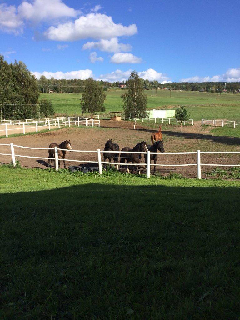 RiggoIda's tweet photo. Spanar på husse som målar huset 🤓 #tangenbrage #minetor #hampus #gulifrodo #rigoletto #teamkarlsson #kallblod #swb #spanar #horse #älskarhästar https://t.co/n34T5HVsER