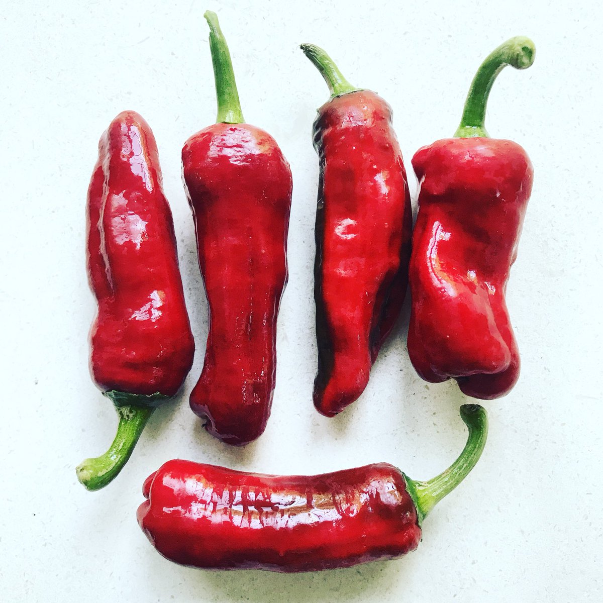 chilipowders's tweet photo. Uc Burun. Turkish pepper. As good as a sweet pepper gets. #ucburun #turkishpepper #chilipepper https://t.co/57kBz72Gho