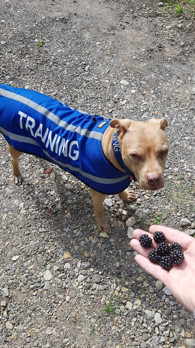 AdamAnEveTheDog's tweet photo. Someone's enjoying nature's free dog treats today #FreeTreats #WillSitForABlackberry #ForceFree #ClickAndTreat #dogtraining #PositiveReinforcement #EveTheDog #DogsofTwitter https://t.co/nocyviRu85