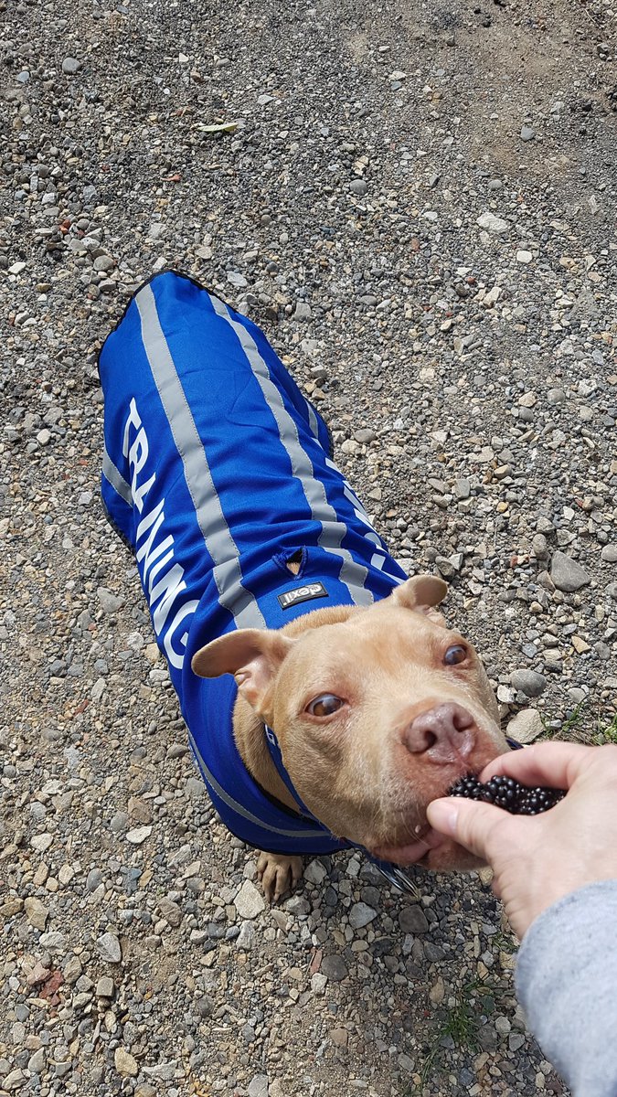 AdamAnEveTheDog's tweet photo. Someone's enjoying nature's free dog treats today #FreeTreats #WillSitForABlackberry #ForceFree #ClickAndTreat #dogtraining #PositiveReinforcement #EveTheDog #DogsofTwitter https://t.co/nocyviRu85