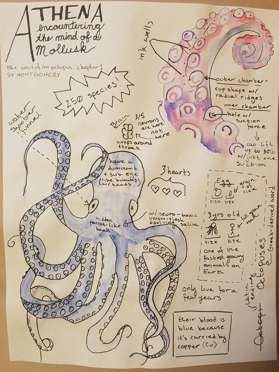 xeoisxeo's tweet image. This morning's read: chapter 1 of The Soul Of An Octopus by @SyTheAuthor. And a #sketchnote to match! #sciencenotes #watercolor