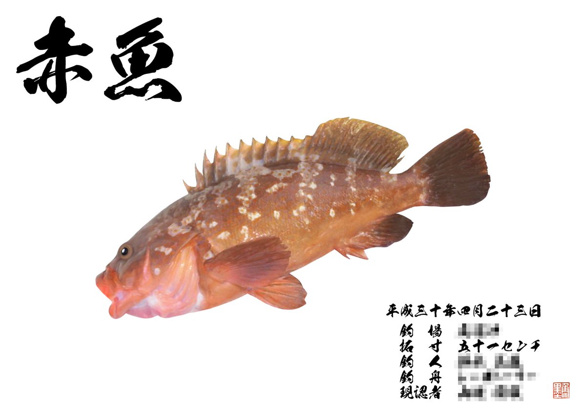 Uzivatel デジタル魚拓 魚墨 Na Twitteru 香川県丸亀市のシーストーリー山地さまよりオーダー頂きました 51 の立派な赤魚 さすがの釣果をあげられているシーストーリー山地さま hpにも驚きの釣果情報が 一見の価値ありでございます T Co Uzivatel デジタル魚拓 魚墨 Na Twitteru 香川県丸亀市のシーストーリー山地さまよりオーダー頂きました 51 の立派な赤魚 さすがの釣果をあげられているシーストーリー山地さま hpにも驚きの釣果情報が 一見の価値ありでございます T Co