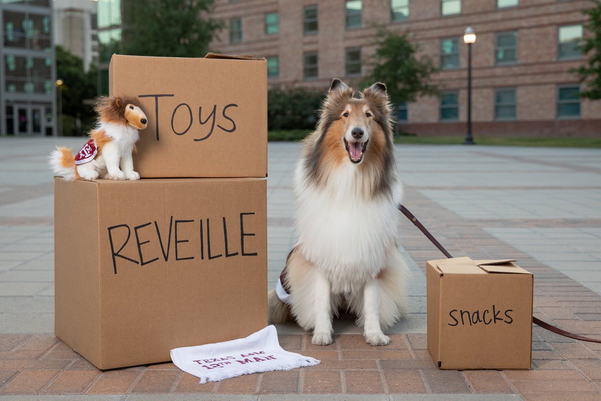reveille's tweet photo. Move-In Day, Move-In Day, MOVE-IN DAY!!! I'm so excited and so happy to have all of my Aggies back on campus! 😄🐾👍🏼 https://t.co/Y8ZU2QG7WE