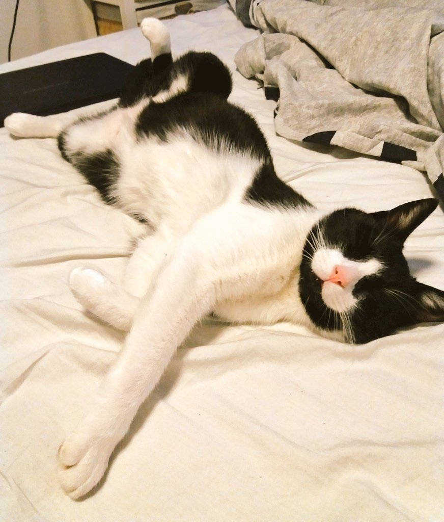 SirKnor's tweet photo. Come on... touch my belly #ItsaTrap #CatsOfTwitter #cats #pets #lazysunday https://t.co/sM92oDbIjS
