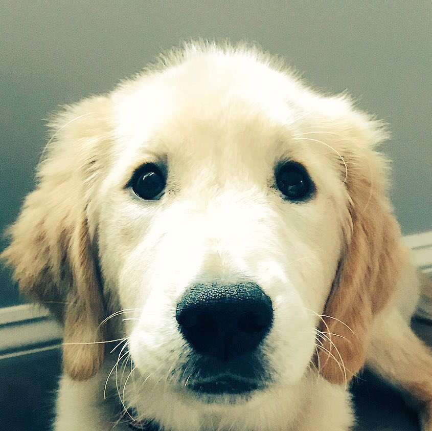 PuppyLondonIV's tweet photo. @susanorlean “although I’m not blaming the dog...I still think that in a certain sense owning a dog undermined my literary project” via @susanorlean 🤦🏻♀️
Meet @TheGoldenRatio4 The Borks are Not At Fault. But you’ve admitted you didn’t train yours. #HandlerError #PuppyLondon https://t.co/w42dmqS94S