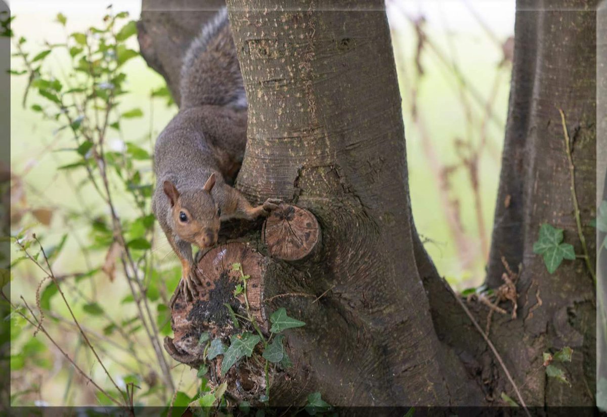 dohertymaggie's tweet photo. #squirrel #TreeofLife #hungry #searchingforfood #botanical #gardenshour #dublin #beautifulireland #photography #WorldPhotographyDay #awalkinthepark #naturephoto #nikonphotography #Nikon #nikonuser #nikond750 https://t.co/vngsuBbrJ5