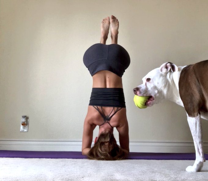 Chino loves morning #yoga 🧘&zwj;♀️ ❤️🐶 https://t.co/91ZQY21YjN<a href="/tag/yoga"class="tags">#yoga</a>