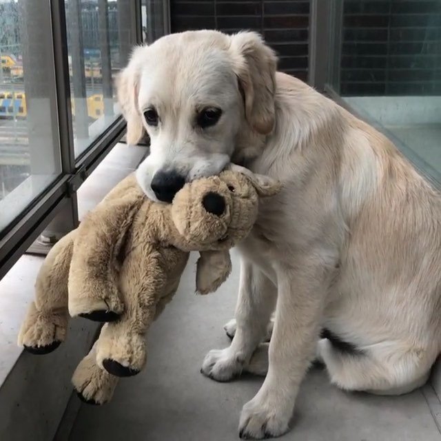 bestwoofs's tweet photo. ~
📷: @barleyboy
Selected by: @monicasisson
Congrats @barleyboy — you’re a #bestwoof! Thank you for sharing your woof with us. ~
Follow @bestwoof and tag #bestwoof for your chance to be featured. For accounts with less than 10k followers, tag #bestw… https://t.co/dlDVM3sHMk https://t.co/cj9yS1QGbr