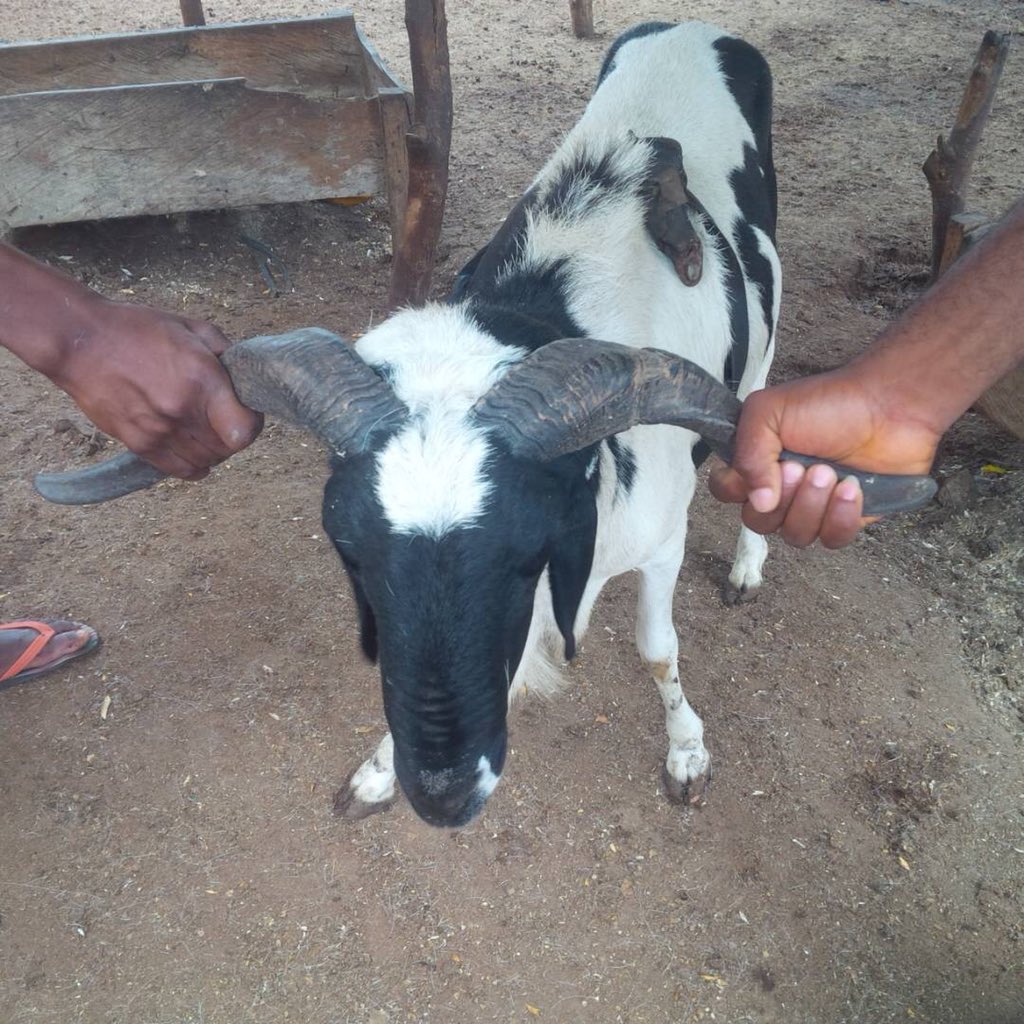 RamGo_'s tweet photo. We rams have been behaving ourselves o... it’s the people, human beings that are behaving like rams and goats!! #RamGo #EidMubarak https://t.co/hyvlYPuhf4
