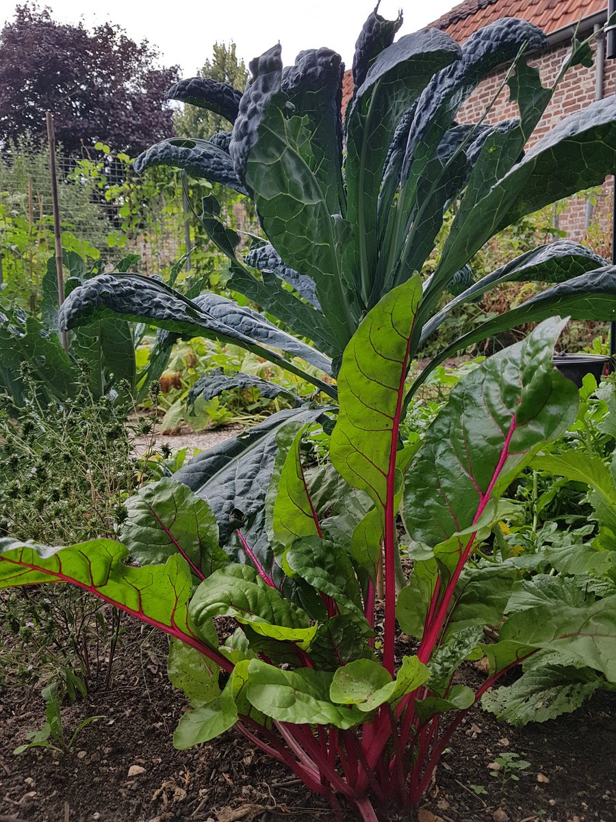 Goeie deal: José ruilde met tuinier <a href="/gadijkstra/">Gerdien Dijkstra</a>  bonbons &amp; dadels voor palmkool &amp; snijbiet! 
Oogst over? Deel het op versuitdetuin.nl