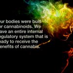 Image for the Tweet beginning: “When we use #Cannabis, we