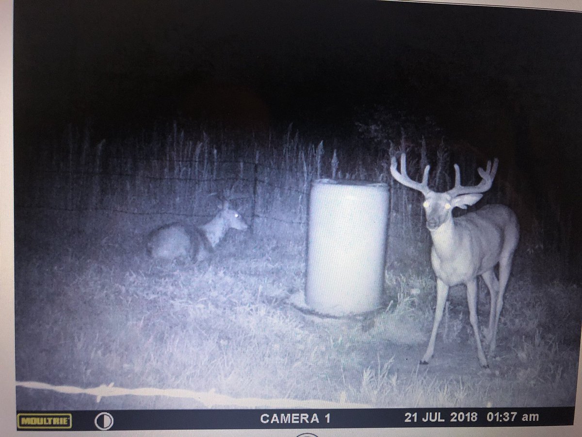 nateclark24's tweet photo. 12 days until archery deer season opens here in Nebraska!! Our bucks have been pounding the @NXTLevelDeer mineral and feed for months. Now it's just part of their daily routine.  This is a transition year to the new supplements and the deer love them!! #letemgrow #noshortcuts https://t.co/HeDFvpFApc