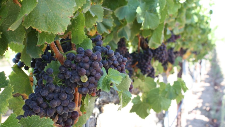 SolvangUSA's tweet photo. Don't skip out on the first annual Solvang grape stomp, festival, food trucks, and more! Tickets are limited, so purchase yours today and get ready for barrels of fun at the Solvang Stomp! https://t.co/tjEZsxIDze #grapestomp #solvangstomp #solvanggrapestomp https://t.co/7m0WReDFjr