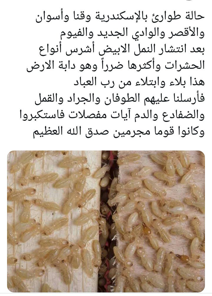 ট ইট র مقاوم الفساد هذي النمل لو دخل الكويت عن طريق البضائع المصريه او شنط القادمين من مصر سيتسبب بوباء لدينا يجب وقف دخول اي بضائع خصوصا من هذه المناطق للعلم