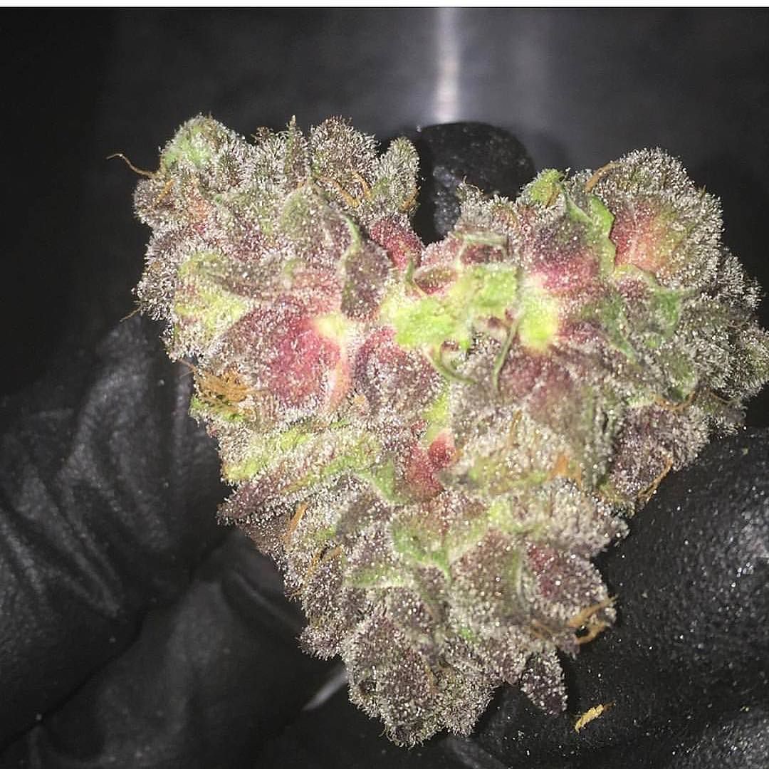 What do you guys think? <a href="/Hippie_of_Love/">Becca☮️💟✝️ 🇺🇲</a> <a href="/NorCalStoner420/">★Mary★</a> #TheTruthonCannabis #TToC #cannabis #CannabisCommunity #IAmCannabis #StonerFam #marijuana #weedfeed #weed #420life #thc #weedporn #weedstagram #weedlife